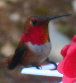 Hummingbird