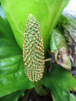 Skunk Cabbage