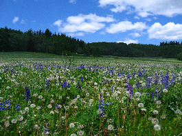 Bloemenwei