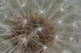 Paardenbloem met macro lens