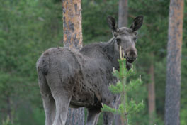 Eindelijk een moose (Elk) gezien.