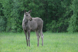 De eland is pas een jaar of twee.