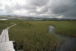 De boardwalk door het natuurreservaat.