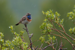 Dit is de "Bluethroat"