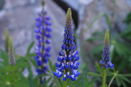 Lupines