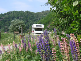 Mooi gekleurde lupines langs de weg. 